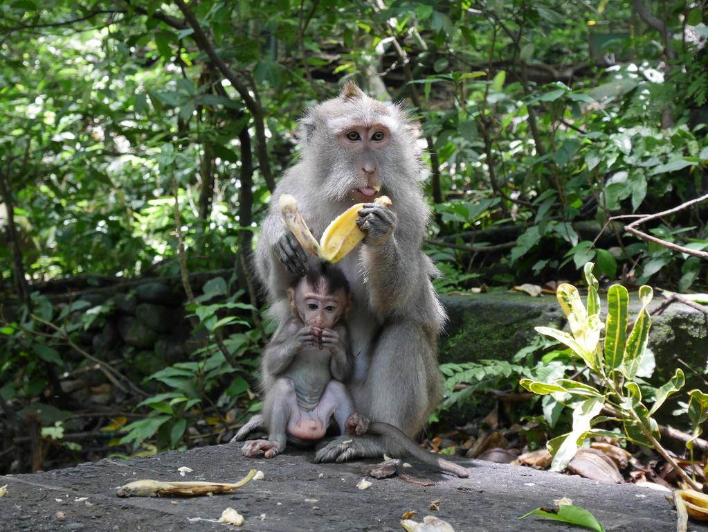 Pondok Penestanan Villa Ubud מראה חיצוני תמונה